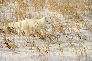 Bleak Prints: Arctic fox (Alopex ) Hunting in shoreline grasses