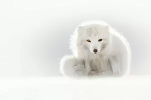 Images Dated 30th May 2018: Arctic fox (Alopex lagopus), Billenfjorden, Pyramiden, Spitsbergen, Svalbard, Norway