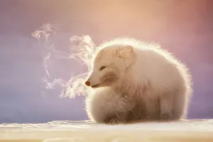 Cute Gallery: Arctic fox (Alopex lagopus), Billenfjorden, Pyramiden, Spitsbergen, Svalbard, Norway
