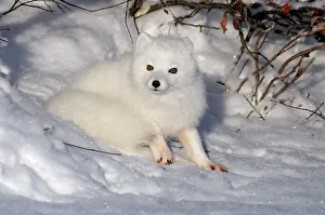 Curious Prints: Arctic fox (Alopex lagopus), Churchill, Manitoba, Canada