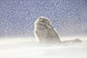 Images Dated 14th August 2019: Arctic fox (Alopex lagopus) in heavy snowfall, in the abandoned Russian settlement