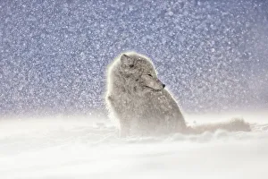 Polar Fox Prints: Arctic fox (Alopex lagopus) in heavy snowfall, in the abandoned Russian settlement