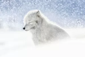 Images Dated 14th August 2019: Arctic fox (Alopex lagopus) in heavy snowfall, in the abandoned Russian settlement