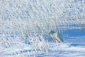 Curious Prints: Arctic fox (Alopex lagopus) Hunting, Churchill, Manitoba, Canada