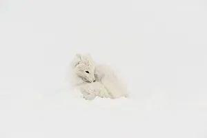 Manitoba Prints: Arctic Fox (Alopex lagopus) Sleeping in snow, Wapusk NP, Cape Churchill, Manitoba, Canada