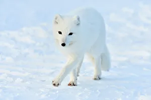 Manitoba Prints: Arctic Fox (Alopex lagopus), Wapusk NP, Cape Churchill, Manitoba, Canada