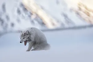 Northern Region Gallery: Arctic fox in Pyramiden, (Vulpes lagopus), Billefjorden, Spitsbergen, Svalbard