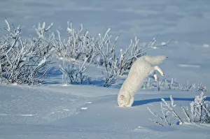 Diving Prints: Arctic fox ( Vulpes lagopus ) sequence of diving into snow after prey on tundra of Hudson Bay Lowlands Churchill