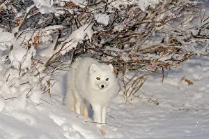 Vulpes Lagopus Prints: Arctic fox ( Vulpes lagopus ) in snow on tundra of Hudson Bay Lowlands Churchill