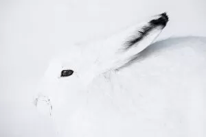 Arctic hare (Lepus arcticus) in Northern Manitoba, Canada