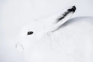 Hudson Bay Prints: Arctic hare (Lepus arcticus) in Northern Manitoba, Canada