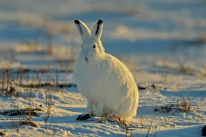 Frigid Prints: Arctic Hare (Lepus arcticus), Wapusk NP, Cape Churchill, Manitoba, Canada