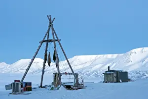 Station Prints: Arctic, Norway, Spitsbergen. Seals being air cured at old trapping station