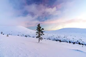 Fir Tree Prints: Arctic sunrise over sparse frozen trees on snowcapped mountains