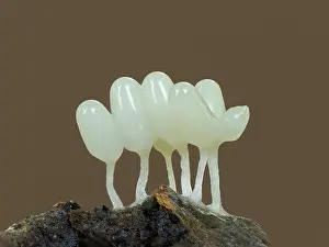 Slime Mould Prints: Arcyria cinerea slime mould, New Forest National Park