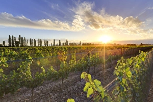Argentina, Mendoza, Lujan de Cuyo, Malbec Grape Wineries