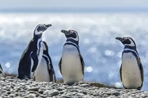Latin Prints: Argentina, Patagonia, Magellanic Penguin (Spheniscus magellanicus)