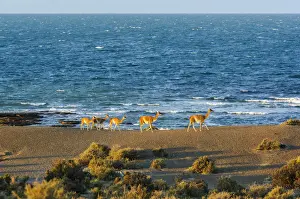 Patagonia Prints: Argentina, Patagonia, Reserva Natural Cabo dos Bahias, Guanaco herd