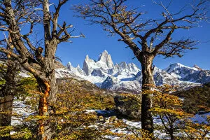 Images Dated 14th August 2019: Argentina, Patagonia, Santa Cruz Province, Los Glaciares National Park, trees with autumn