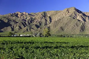 Wineries Prints: Argentina, Salta, Cafayate, Torrontes Grape Wineries