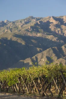 Images Dated 21st July 2009: Argentina, Salta Province, Valles Calchaquies, Cafayate, vineyard view, morning