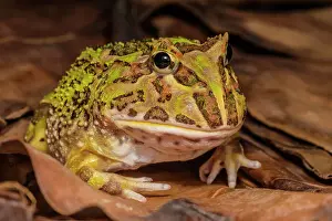 Argentine horned frog (Ceratophrys ornata) - captive bred, Ontario, Canada