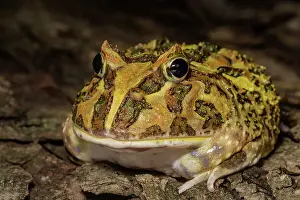 Frogs Of South America Prints: Argentine Horned Frog (Ceratophrys ornata) - captive bred