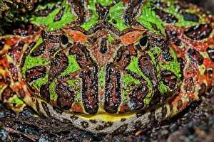 Frogs Of South America Prints: Argentine Horned Frog (Ceratophrys ornata) - captive bred