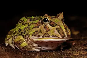Frogs Of South America Prints: Argentine Horned Frog (Ceratophrys ornata) - captive bred