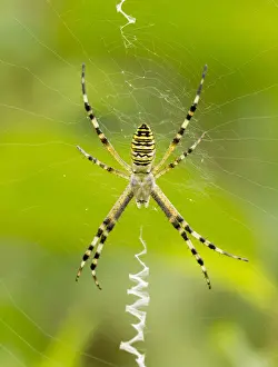 Spiders Prints: Argiope fasciata or Argiope Bruennuchi at the center of its cobweb is waiting for prey