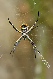 Deep South Prints: Argiope spider in her web, Rio Grande City, Texas, USA