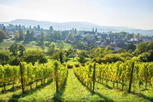 Grapes Prints: Arlesheim, Basel-Country, Switzerland