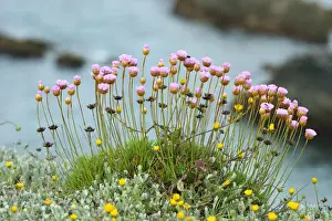 Natural Park Prints: Armeria pungens blossom. Parque Natural do Sudoeste Alentejano e Costa Vicentina