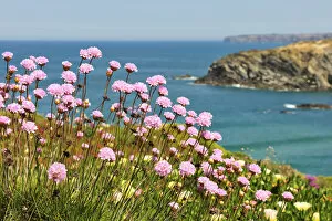 Coast Collection: Armeria pungens blossom. Zambujeira do Mar