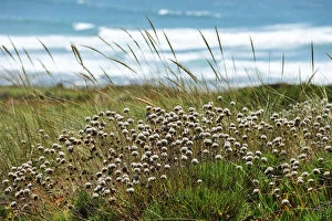 Images Dated 13th October 2011: Armeria pungens in the Sudoeste Alentejano and Costa Vicentina Nature Park. Algarve
