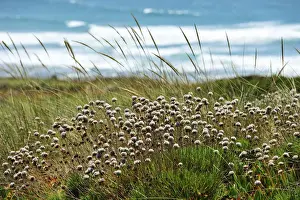 Seacoast Prints: Armeria pungens in the Sudoeste Alentejano and Costa Vicentina Nature Park. Algarve
