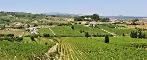 Images Dated 15th August 2011: Arruda dos Vinhos vineyards. Lisbon region