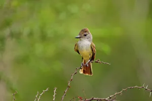 Seasonal Resident Prints: Ash-throated Flycatcher (Myiarchus cinerascens), Rio Grande City, Texas, USA