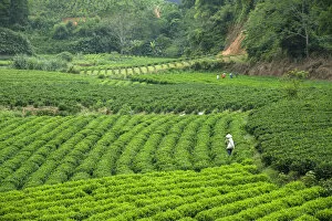 Asia, Asian, Southeast Asia, Vietnam, Northern, tea plantation