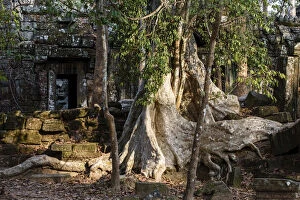 Asia, Cambodia, Siem Reap, Angkor, Ta Nei jungle temple, giant strangler fig tree