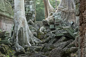 Asia, Cambodia, Siem Reap, UNESCO World Heritage, Angkor, Ta Prohm