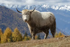 Images Dated 10th April 2019: Asia, China, Sichuan Province, Shuangqiao Valley, Xiaojin County, Yak