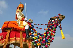 Camel Collection: Asia, India, Rajasthan, Jaisalmer, desert festival