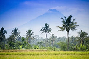 Images Dated 15th July 2016: Asia, Indonesia, Java, Yogyakarta, Merapi Volcano, rice farmer in front of the mountain
