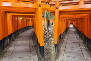 Images Dated 23rd November 2006: Asia, Japan, Honshu, Kansai Region, Kyoto, Fushimi-Inari Taisha shrine, a pathway