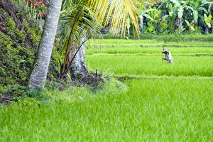 Asia, South East Asia, Indonesia, Bali, Tegalalang Rice Terraces
