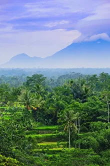 Asia, South East Asia, Indonesia, Bali, Tegalalang Rice Terraces with a volcano in