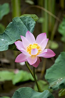 Images Dated 15th July 2016: Asia, South East Asia, Indonesia, Indian or Sacred Lotus flower (Nelumbo nucifera)