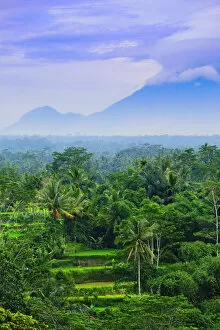 Asia, South East Asia, Indonesia, Bali, Tegalalang Rice Terraces with a volcano in