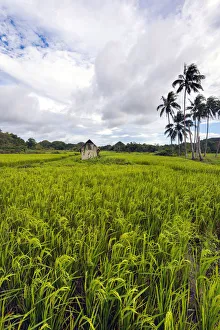Asia, South East Asia, Philippines, Central Visayas, Bohol, Carmen